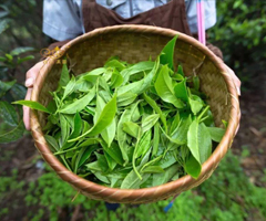 簽約張**茶葉珠海網站制作價格*886