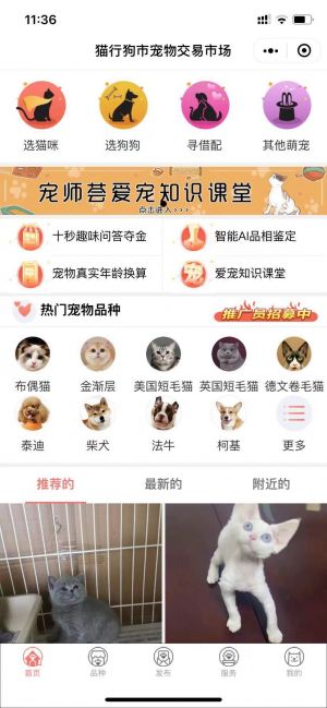 貓行狗市寵物交易市場(chǎng)小程序設(shè)計(jì)圖2