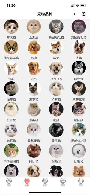 貓行狗市寵物交易市場(chǎng)小程序設(shè)計(jì)圖3