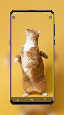 紙塘壁紙-主題美化APP開發功能分析